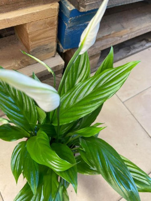 Spathiphyllum 'Alana' Skrzydłokwiat