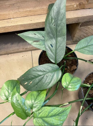 Epipremnum Cebu Blue rozmiar M