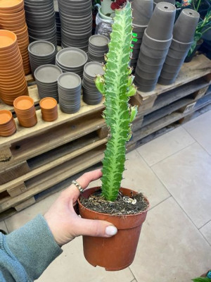 euphorbia trigona  trójżebrowy | wilczomlecz ZIELONY