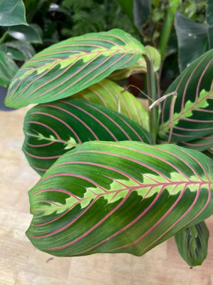Maranta leuconeura Fascinator Tricolor