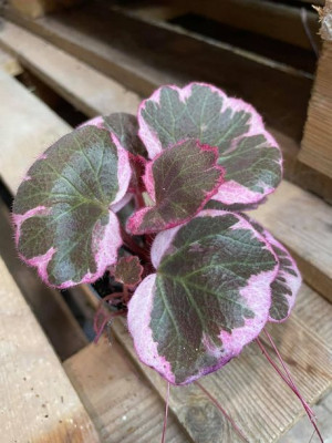 skalnica rozłogowa tricolor | saxifraga stolonifera