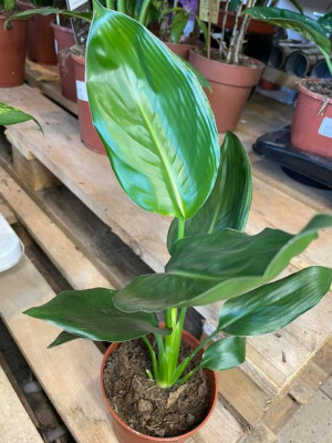 strelicja królewska rajski ptak kwiat  strelitzia reginae