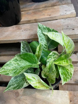 epipremnum marble queen