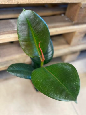 fikus | ficus elastica 'robusta'