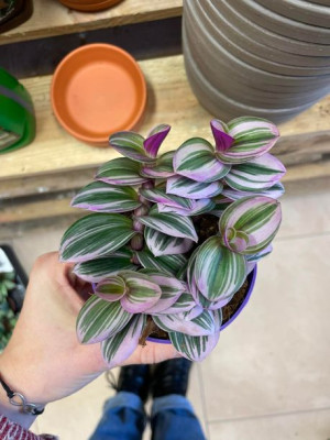 trzykrotka różowa • tradescantia nanouk