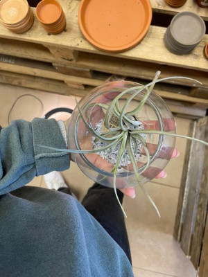 oplątwa Tillandsia w kuli (w szkle)