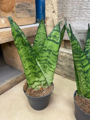 sansevieria sansevieria fan