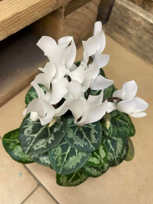 Cyclamen Cyclamen Verano biały