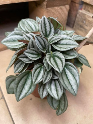 peperomia napoli nights   rozmiar M