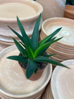 Haworthia pumila 'West Jogoo' - Haworcja