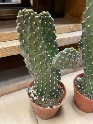 opuncja  Opuntia Rubescens