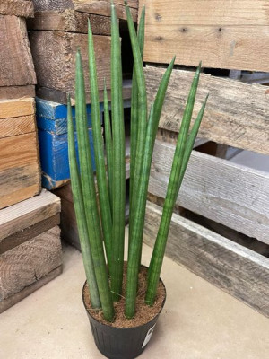 sansevieria bacularis