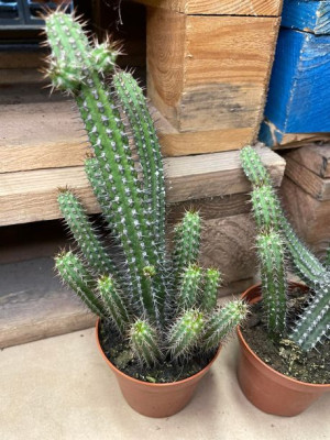 Euphorbia baioensis wilczomlecz