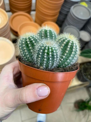kaktus Parodia warasii