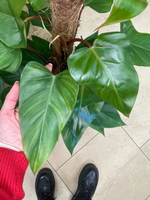 Filodendron | Philodendron 'Red Emerald'