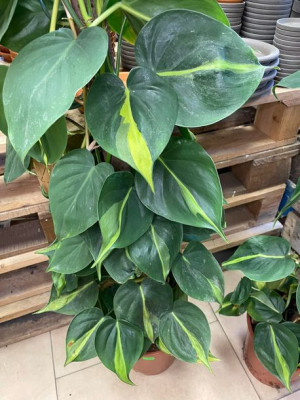 filodendron • philodendron brasil  XL na paliku