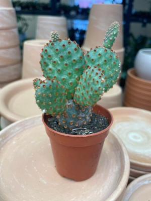 Opuntia macrocalyx opuncja