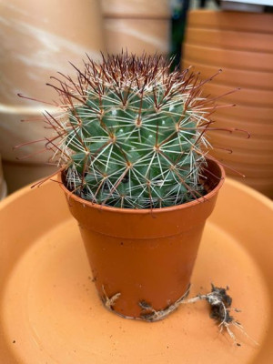 Mammillaria kaktus