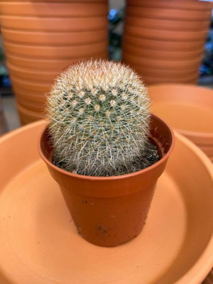 Mammillaria celsiana kaktus