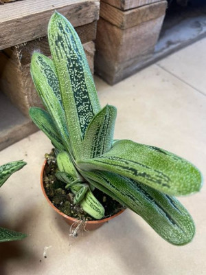 Gasteria 'Little Warty' sukulent