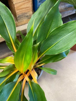 chlorophytum green orange zielistka