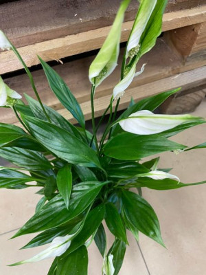skrzydłokwiat spathiphyllum korto