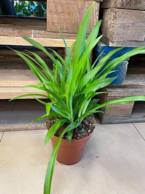 chlorophytum lemon zielistka zielona