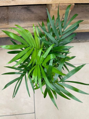 chamedora mała • chamaedorea elegans  palma