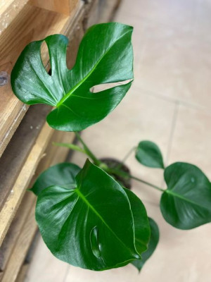 monstera deliciosa monstera dziurawa