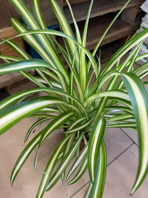 zielistka • chlorophytum  variegatum'