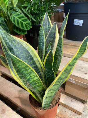 sansevieria futura superba