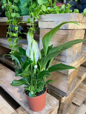 Skrzydłokwiat spathiphyllum 'Pearl Cupido'