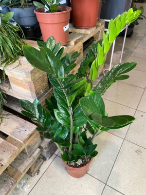 zamiokulkas zamiolistny | zamioculcas zamiifolia 80cm!
