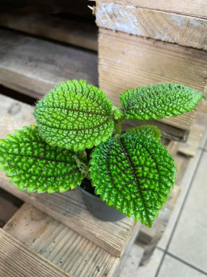 pilea moon valley