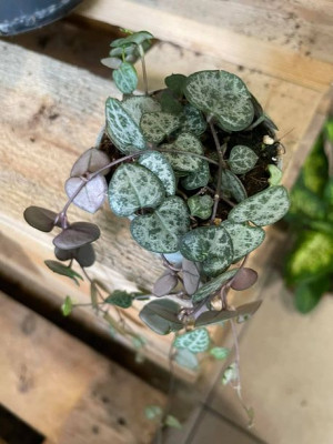 ceropegia woodii