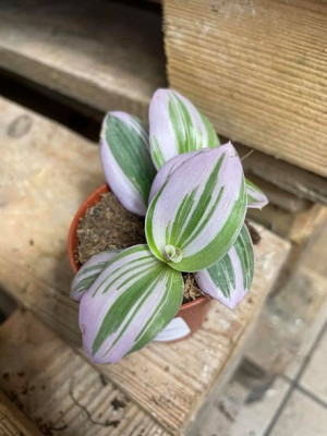 trzykrotka różowa • tradescantia  nanouk
