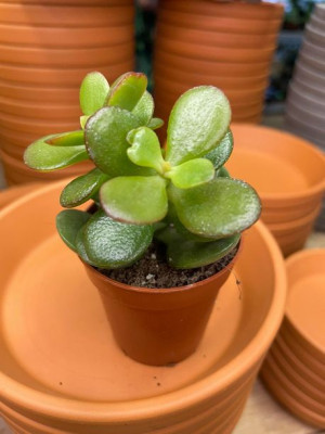 grubosz owalny crassula ovata 'Minor'