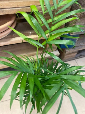 Chamedora mała | Chamaedorea elegans  palma
