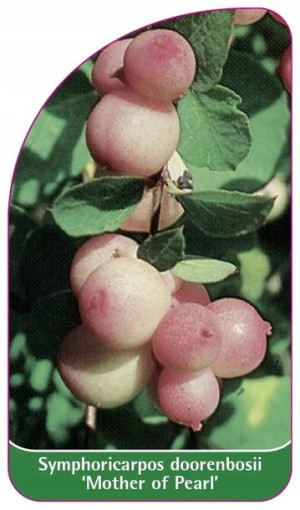 ETYKIETY ŚNIEGULICZKA DOORENBOSA 'Mother of Pearl'