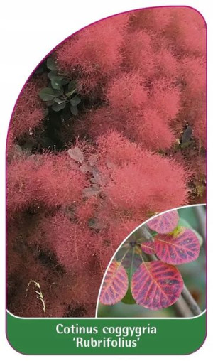 ETYKIETY PERUKOWIEC PODOLSKI 'Rubrifolius'