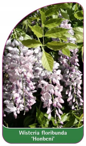 Etykiety Glicynia Kwiecista Wisteria 'honbeni'