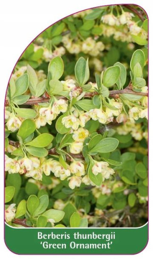 ETYKIETY BERBERYS THUNBERGA 'Green Ornament'