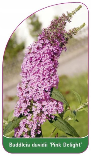ETYKIETY BUDLEJA DAWIDA 'Pink Delight'