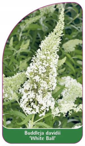 ETYKIETY BUDLEJA DAWIDA 'White Ball'