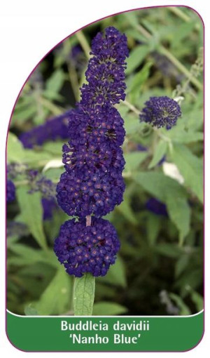 ETYKIETY BUDLEJA DAWIDA 'Nanho Blue'