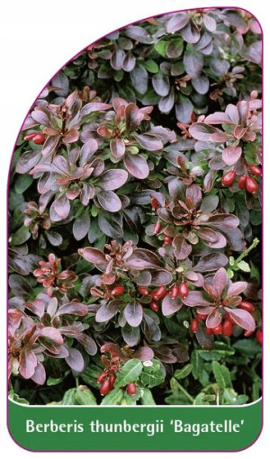 ETYKIETY BERBERYS THUNBERGA 'Bagatelle'