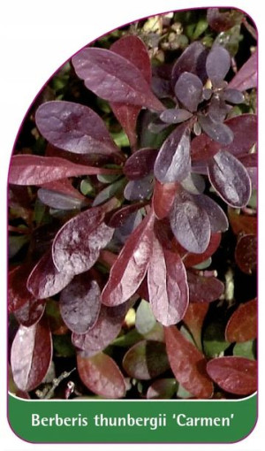 Etykiety Berberys Thunberga 'carmen'