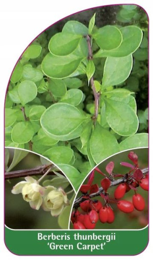 ETYKIETY BERBERYS THUNBERGA 'Green Carpet'