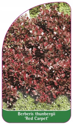 Etykiety Berberys Thunberga 'red Carpet'