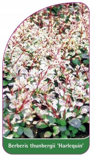 ETYKIETY BERBERYS THUNBERGA 'Harlequin'